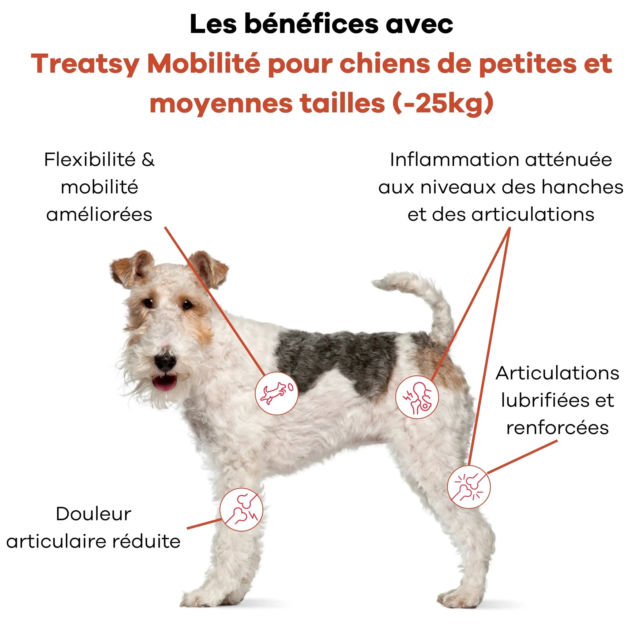 🐕 Treatsy Mobility – Schmackhafte Nahrungsergänzungsmittel für aktive oder ältere Hunde 🦴💪