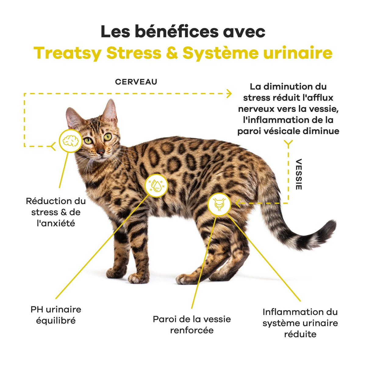😺 Veterinary care - chat stress urinaire