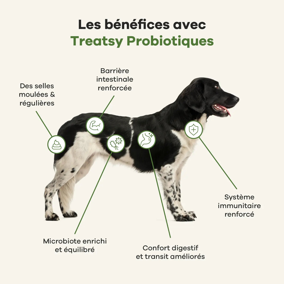 🐶 Veterinary care - Chien - Probiotiques