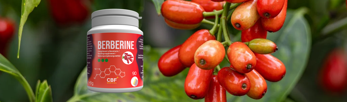 Berbérine : améliorer le confort digestif et l’équilibre intestinal naturellement