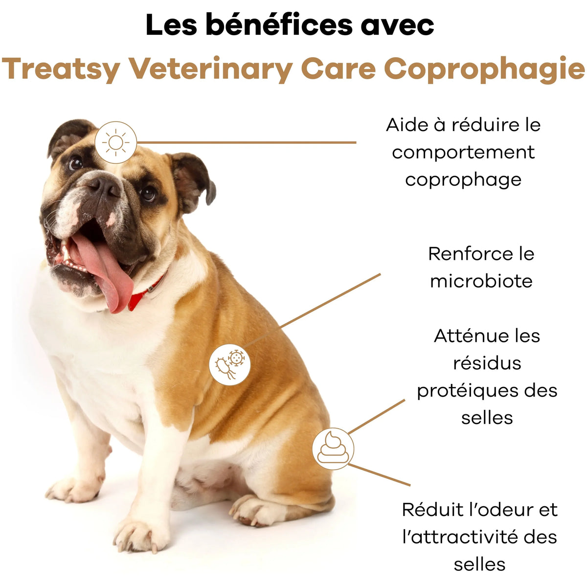 🐶 Veterinary care - Chien - Coprophagie