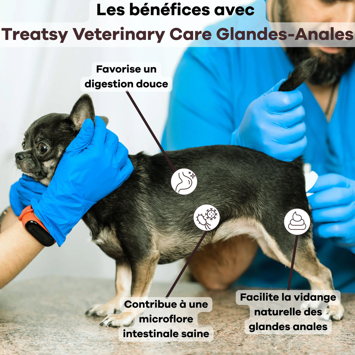 🐶 Veterinary care - Chien - Glandes anales