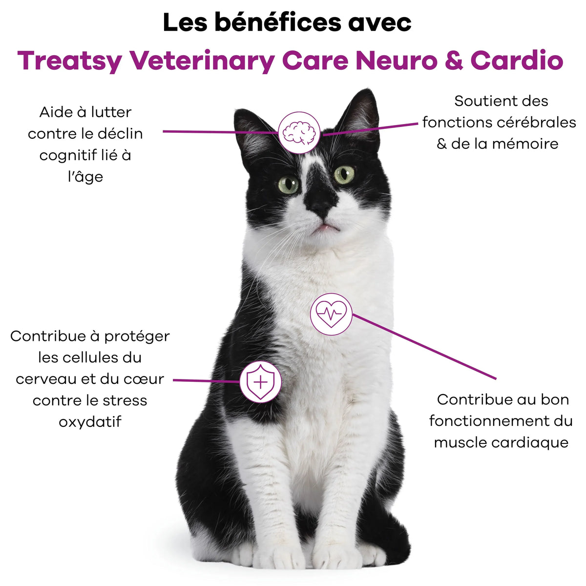 😺 🐶 Veterinary care - Chien et chat - Neuro cardio
