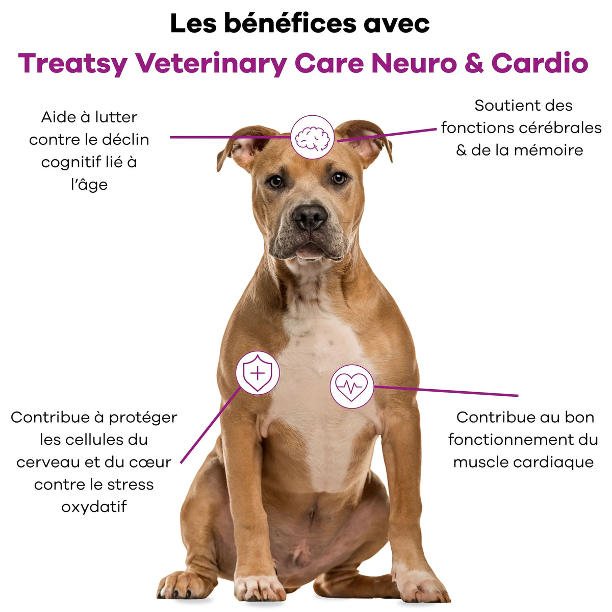 😺 🐶 Veterinary care - Chien et chat - Neuro cardio