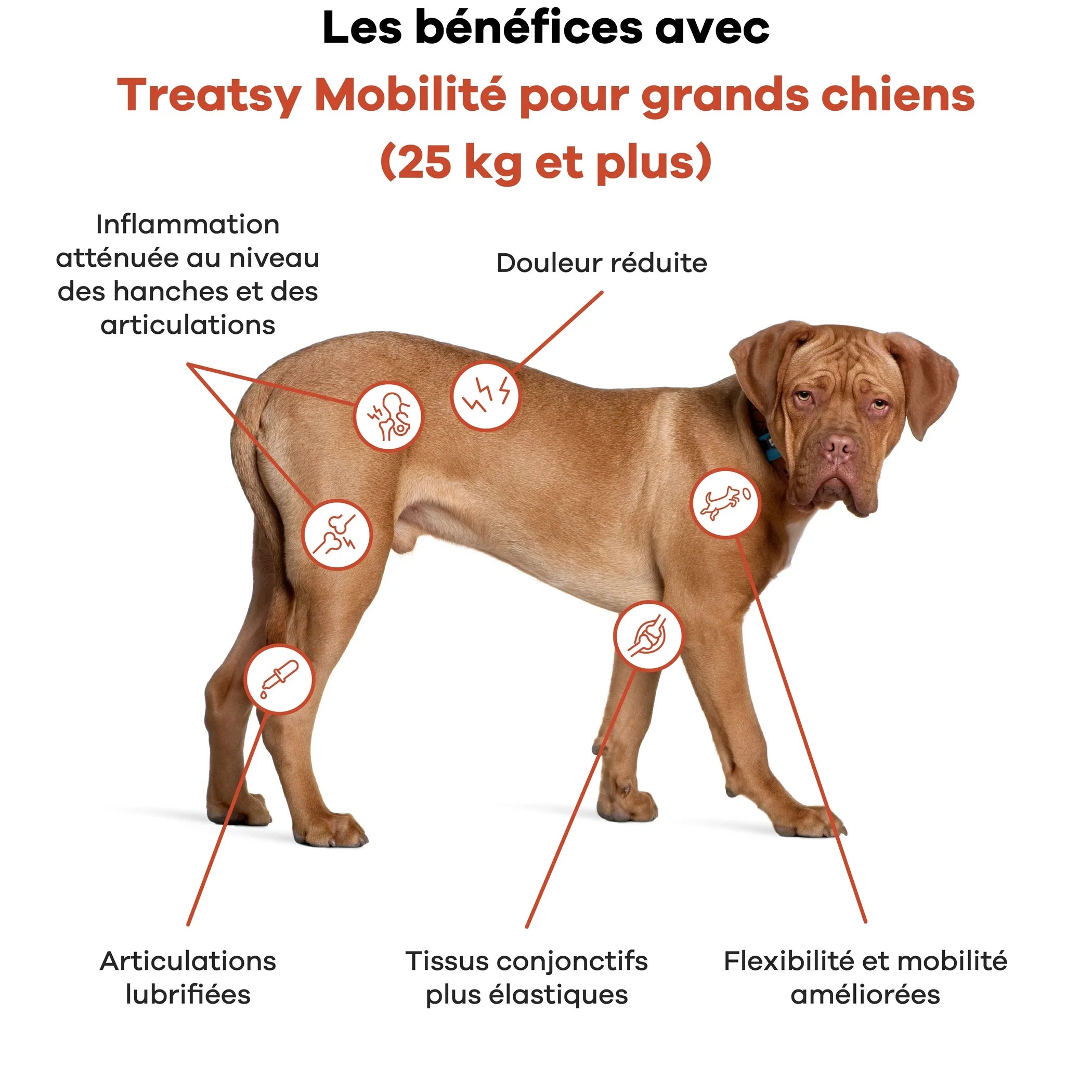 🐕 Treatsy Mobility – Smakelijke voedingssupplementen voor actieve of oudere honden 🦴💪