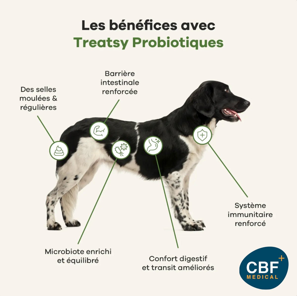 🐶 Treatsy Probiotiques – Compléments appétents pour chiens pour une digestion saine et un microbiote renforcé 🌱💩 - CBF Medical