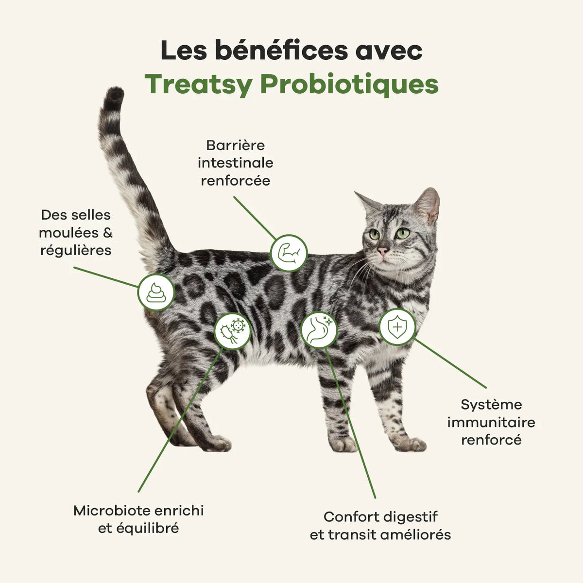😺 Veterinary care - chat probiotiques